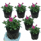 Arabis alpina 'Aubris Deep Rose' from Cedar Nursery, Cobham