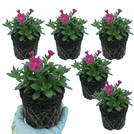 Arabis alpina 'Aubris Deep Rose' from Cedar Nursery, Cobham