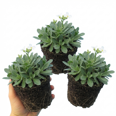 Arabis alpina 'Aubris White' from Cedar Nursery, Cobham