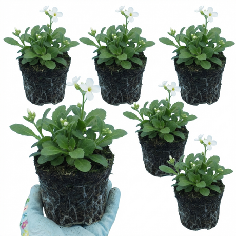 Arabis alpina 'Aubris White' from Cedar Nursery, Cobham