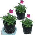 Arabis alpina subsp. caucasica 'Barranca Deep Rose' from Cedar Nursery, Cobham