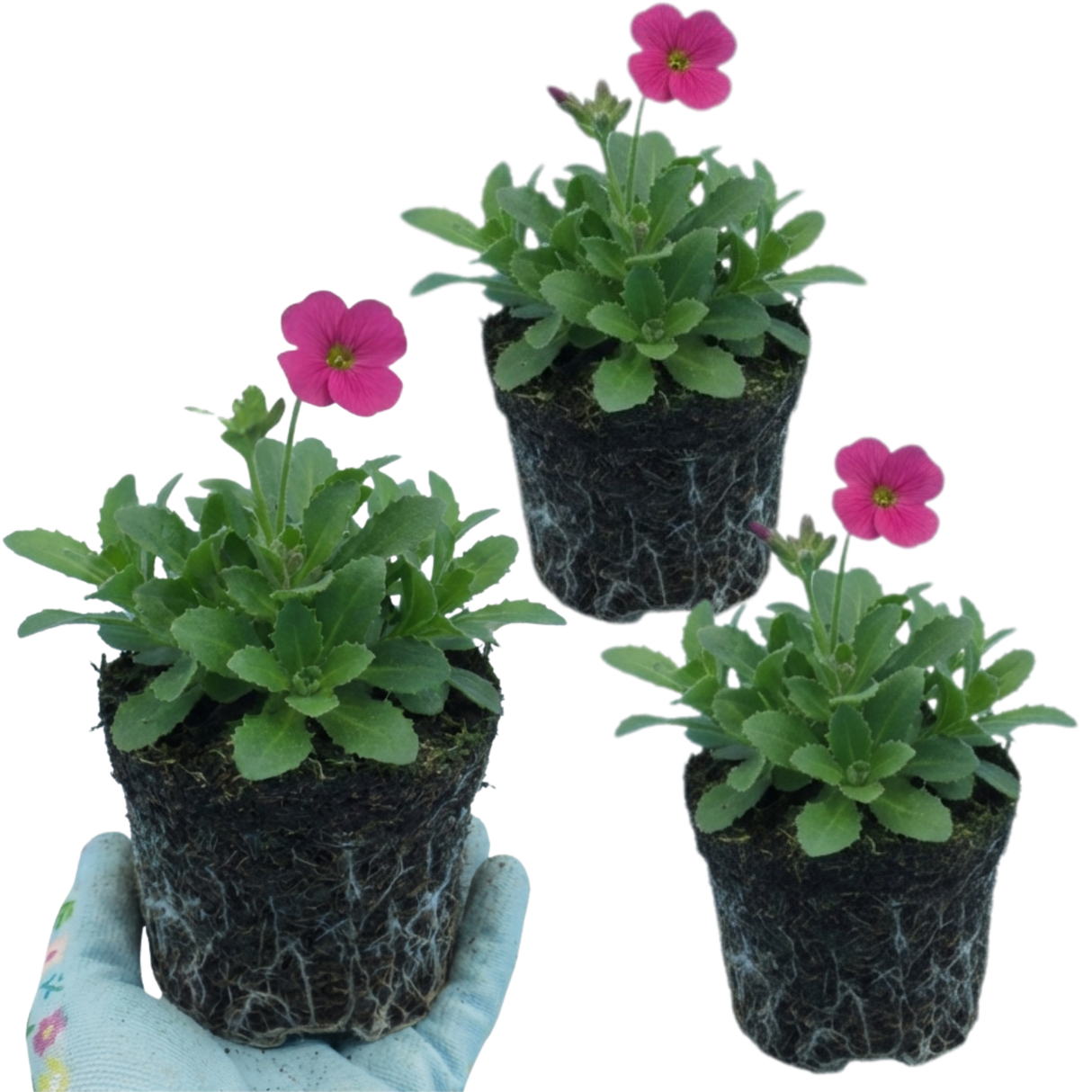 Arabis alpina subsp. caucasica 'Barranca Deep Rose' from Cedar Nursery, Cobham