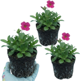 Arabis alpina subsp. caucasica 'Barranca Deep Rose' from Cedar Nursery, Cobham