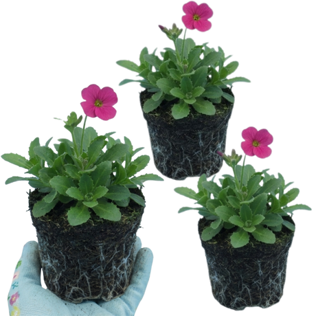 Arabis alpina subsp. caucasica 'Barranca Deep Rose' from Cedar Nursery, Cobham