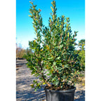 Arbutus unedo