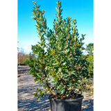 Arbutus unedo