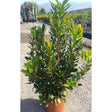 Arbutus unedo