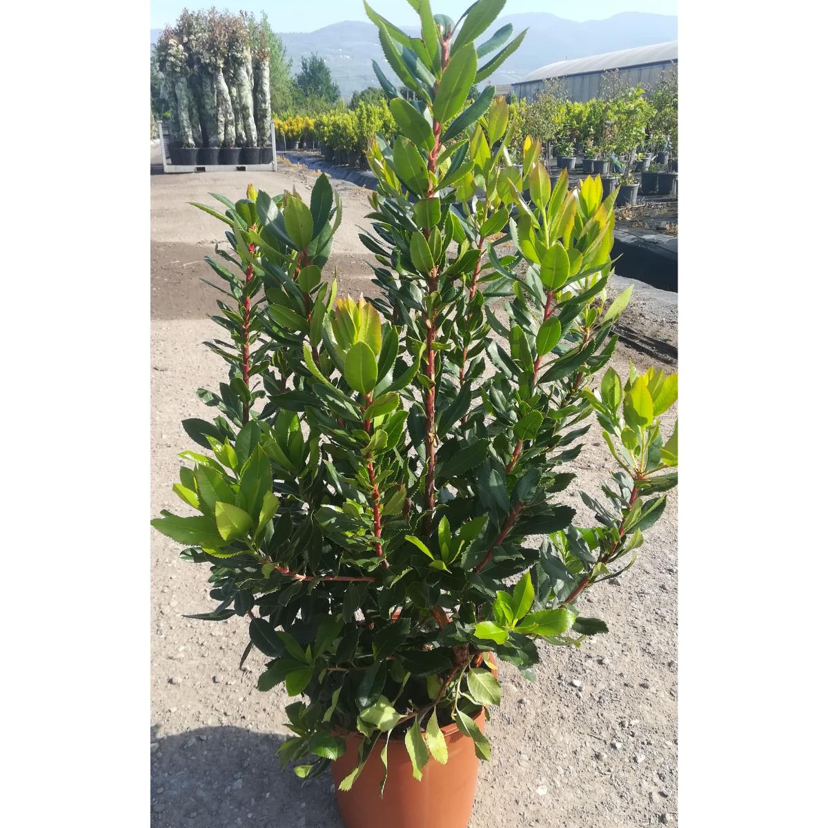 Arbutus unedo