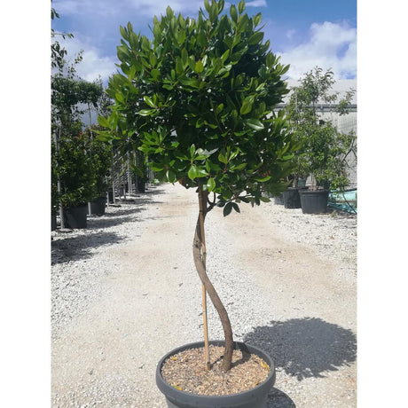 Arbutus unedo spiral available from Cedar Nursery, Surrey