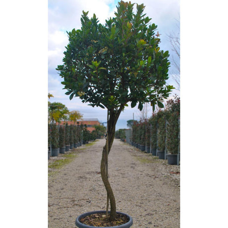 Arbutus unedo spiral