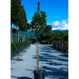 Buy Arbutus unedo direct from Cedar Nursery, Surrey
