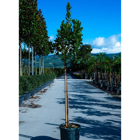 Buy Arbutus unedo direct from Cedar Nursery, Surrey