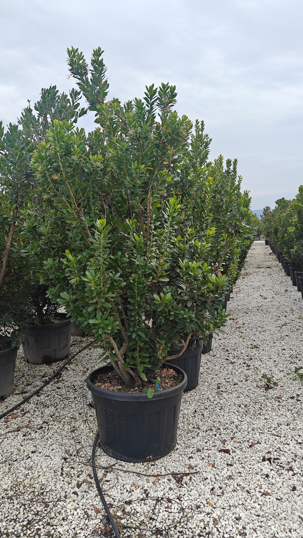 Arbutus unedo