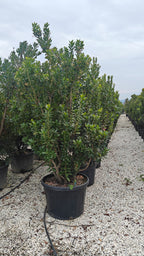 Arbutus unedo