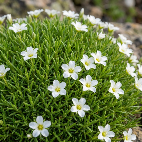 Arenaria montana 'Ronda' from Cedar Nursery, Cobham