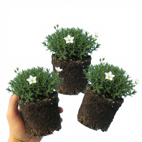 Arenaria montana 'Ronda' from Cedar Nursery, Cobham