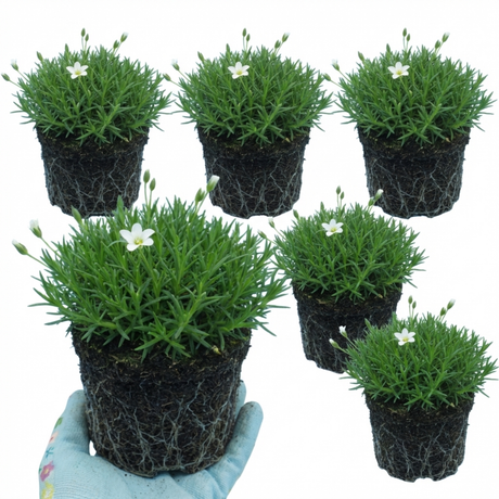 Arenaria montana 'Ronda' from Cedar Nursery, Cobham