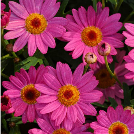 Argyranthemum frutescens 'Madeira Deep Pink' from Cedar Nursery, Cobham