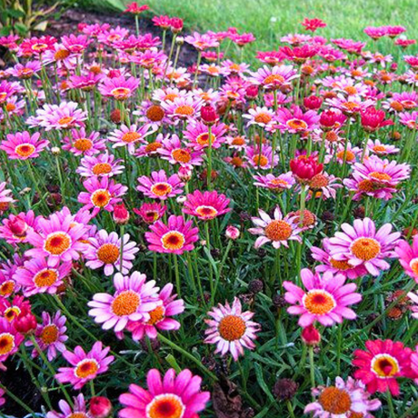 Argyranthemum frutescens 'Madeira Deep Pink' from Cedar Nursery, Cobham