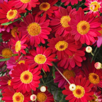 Argyranthemum frutescens 'Madeira Red' from Cedar Nursery, Cobham
