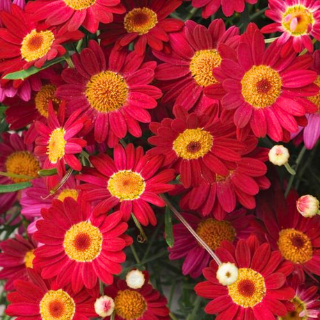 Argyranthemum frutescens 'Madeira Red' from Cedar Nursery, Cobham