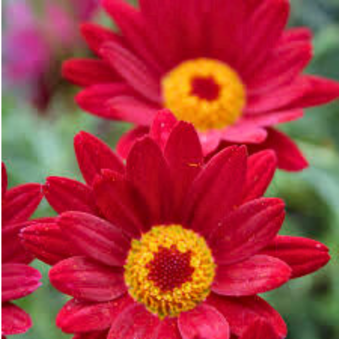 Argyranthemum frutescens 'Madeira Red' from Cedar Nursery, Cobham
