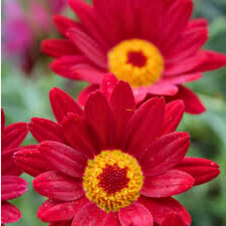 Argyranthemum frutescens 'Madeira Red' from Cedar Nursery, Cobham