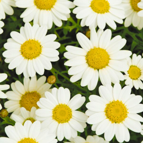 Argyranthemum frutescens 'Madeira White' from Cedar Nursery, Cobham