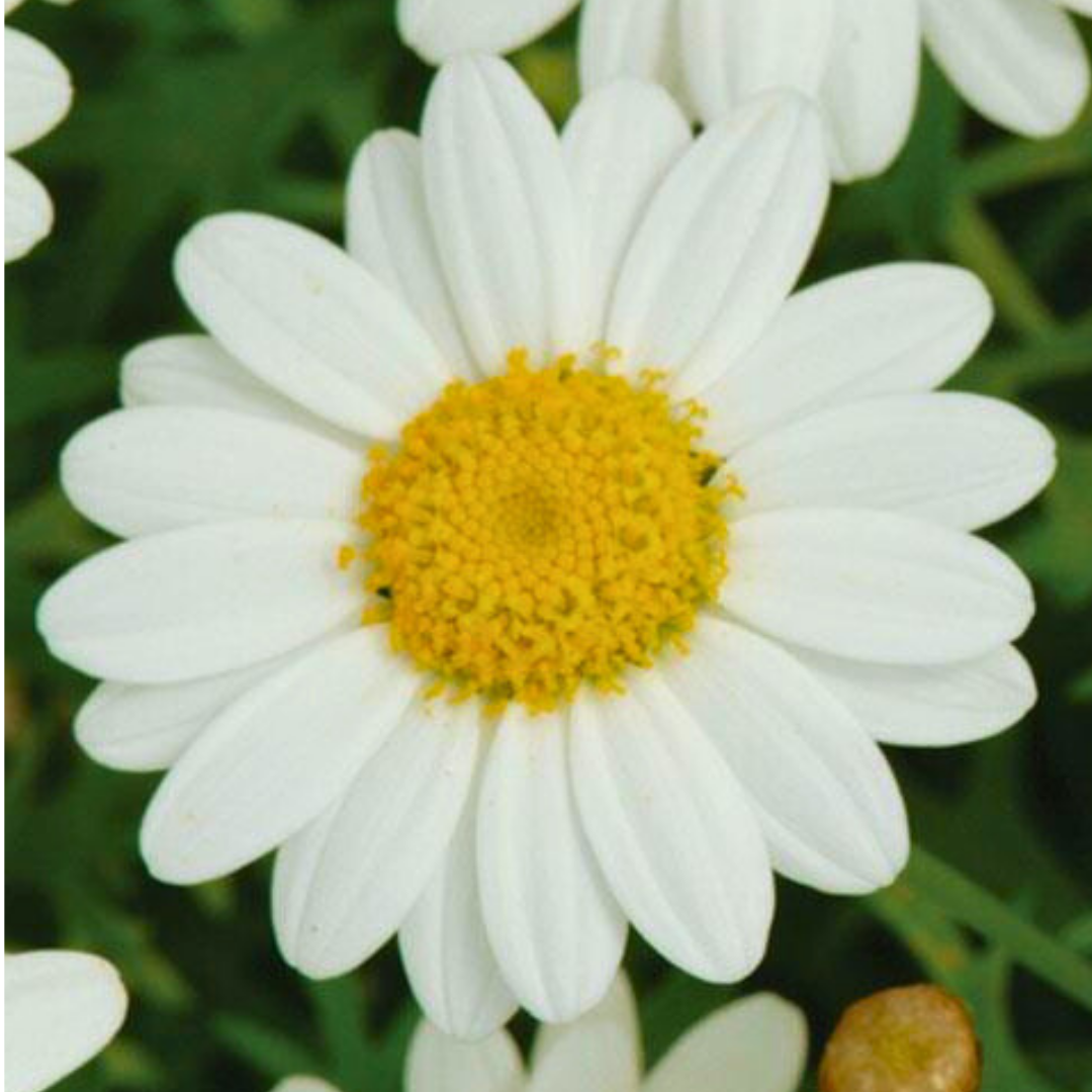 Argyranthemum frutescens 'Madeira White' from Cedar Nursery, Cobham