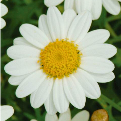 Argyranthemum frutescens 'Madeira White' from Cedar Nursery, Cobham