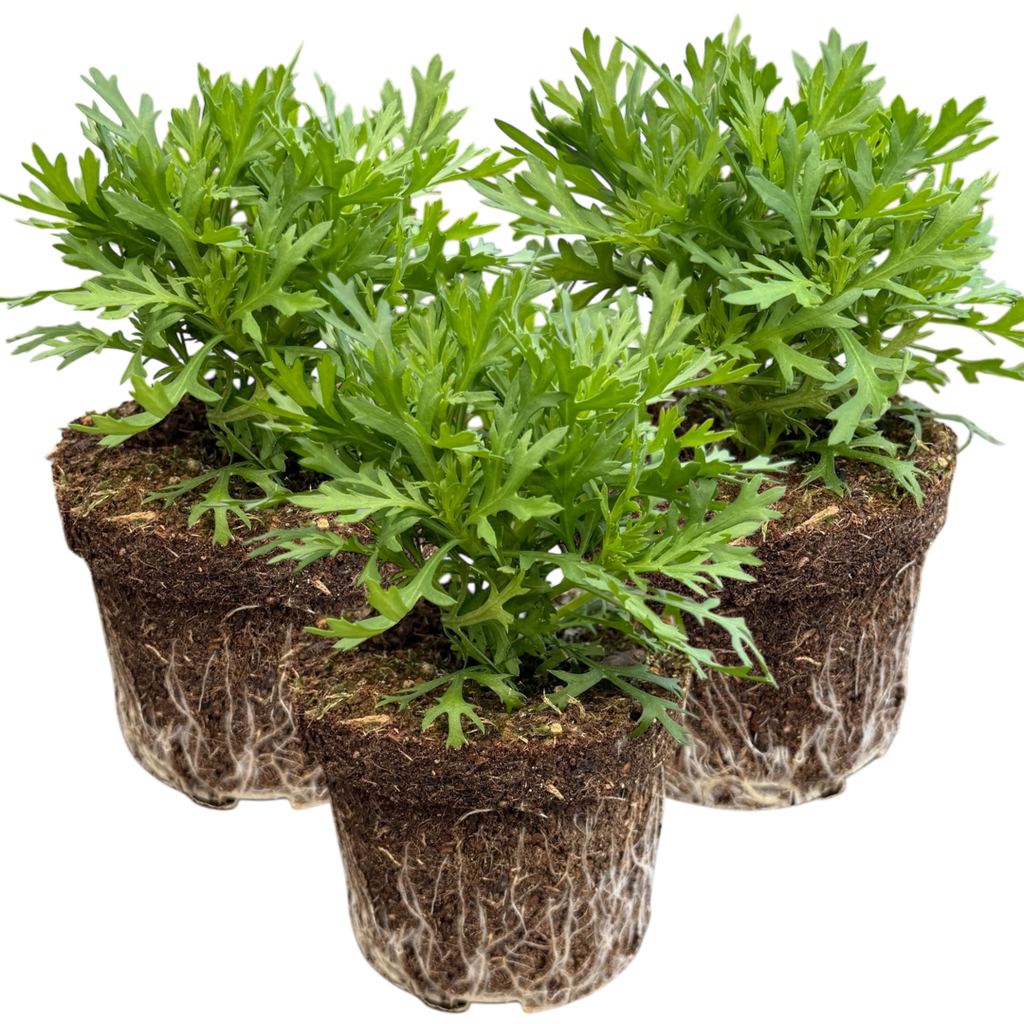 Argyranthemum frutescens 'Madeira White' from Cedar Nursery, Cobham