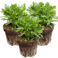Argyranthemum frutescens 'Madeira White' from Cedar Nursery, Cobham
