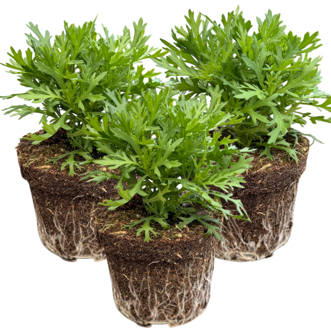 Argyranthemum frutescens 'Madeira White' from Cedar Nursery, Cobham
