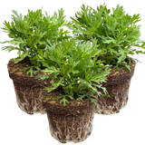Argyranthemum frutescens 'Madeira White' from Cedar Nursery, Cobham