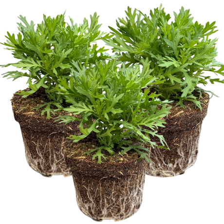 Argyranthemum frutescens 'Madeira White' from Cedar Nursery, Cobham