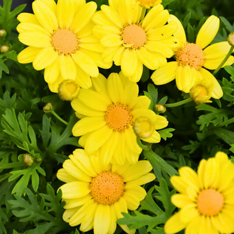 Argyranthemum frutescens 'Madeira Yellow' from Cedar Nursery, Cobham