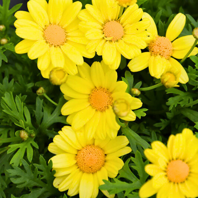 Argyranthemum frutescens 'Madeira Yellow' from Cedar Nursery, Cobham
