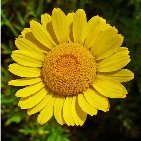 Argyranthemum frutescens 'Madeira Yellow' from Cedar Nursery, Cobham