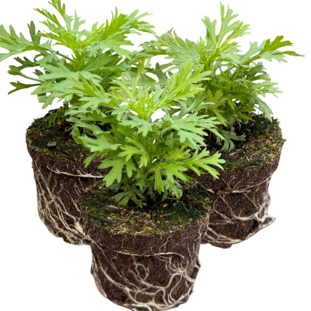 Argyranthemum frutescens 'Madeira Yellow' from Cedar Nursery, Cobham