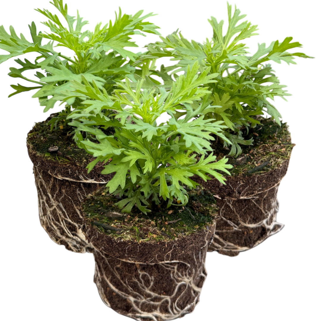 Argyranthemum frutescens 'Madeira Yellow' from Cedar Nursery, Cobham