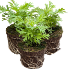 Argyranthemum frutescens 'Madeira Yellow' from Cedar Nursery, Cobham
