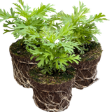 Argyranthemum frutescens 'Madeira Yellow' from Cedar Nursery, Cobham