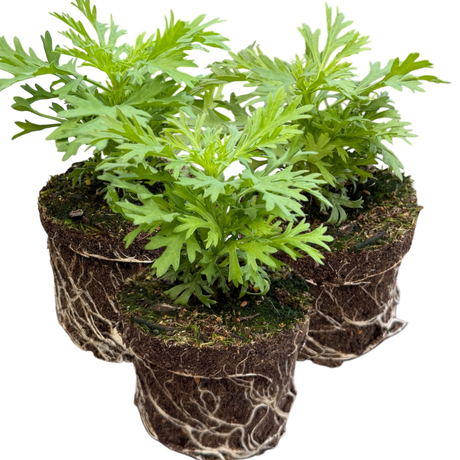 Argyranthemum frutescens 'Madeira Yellow' from Cedar Nursery, Cobham