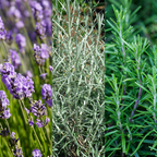 Aromatic Herb Collection 1L at Cedar Nursery Surrey
