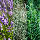 Aromatic Herb Collection 1L at Cedar Nursery Surrey