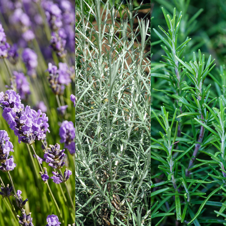 Aromatic Herb Collection 1L at Cedar Nursery Surrey