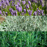 Aromatic Herb Collection 1L at Cedar Nursery Surrey