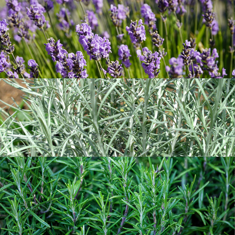 Aromatic Herb Collection 1L at Cedar Nursery Surrey