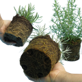 Aromatic Herb Collection 1L at Cedar Nursery Surrey
