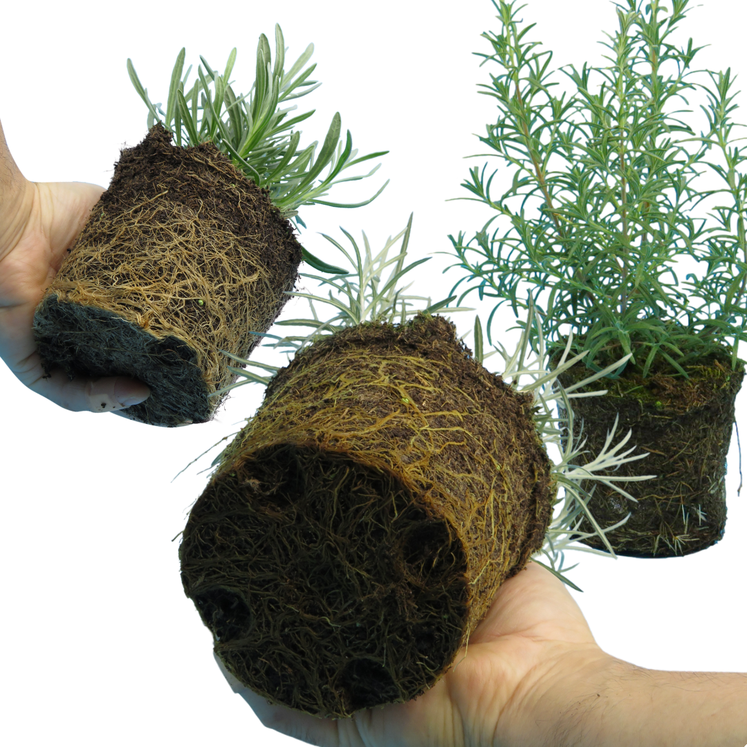 Aromatic Herb Collection 1L at Cedar Nursery Surrey